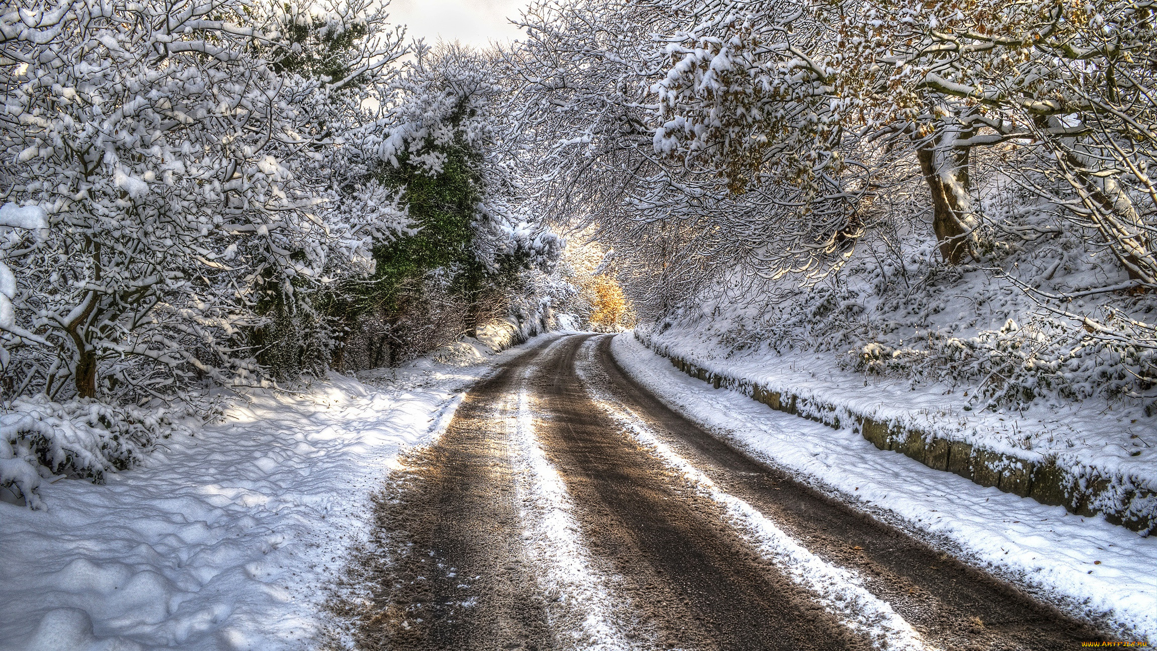 , , hdr, trees, , , , , winter